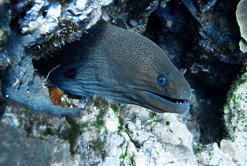 Travel News - Moray eel Thomas Quine Moray eel.