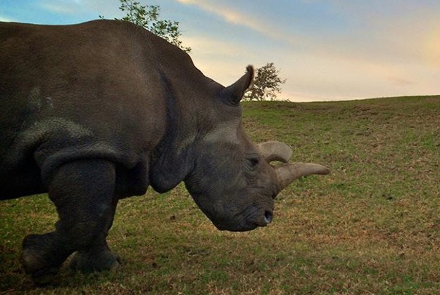 The San Diego Zoo announced that 41-year-old Nola, one of only four remaining northern white rhinos, had died.