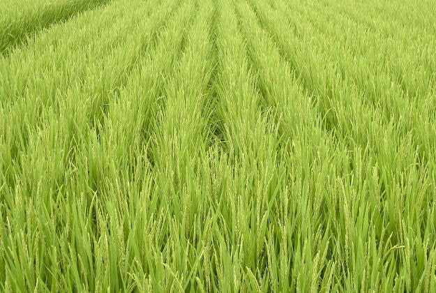 Rice fields in Japan.