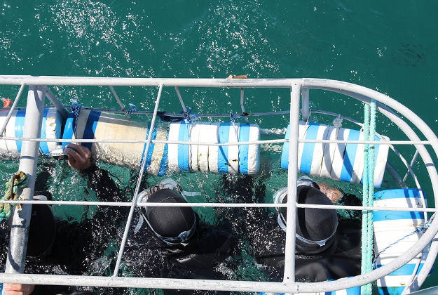Shark cage diving in shark alley, Gansbaai, South Africa.
