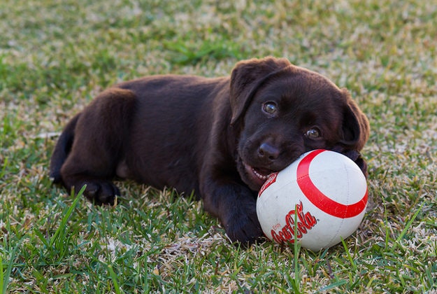 It's a dog's life! Sacramento gets new luxury pet care hotel.