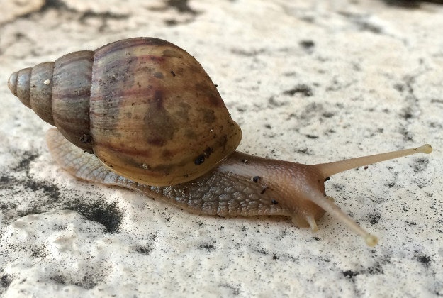 Snail caviar a booming business in Sicily.