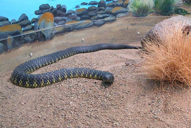 A tiger snake at Australia Zoo, Queensland.