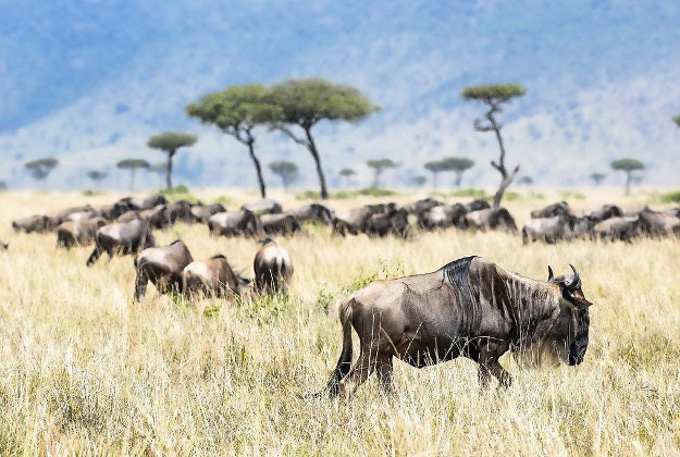 Wildebeest in the Masai Mara.
