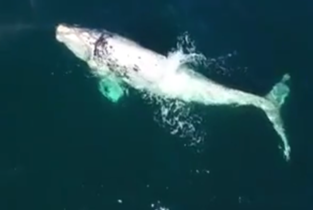 Albino whale captured playing off South Africa.