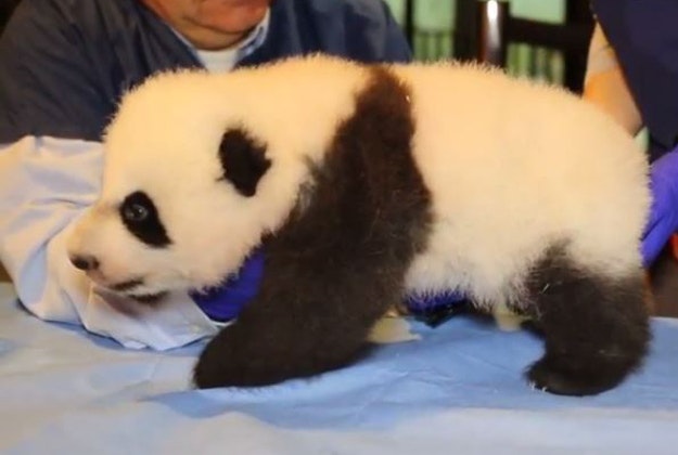 Bei Bei the baby panda gets a check-up.