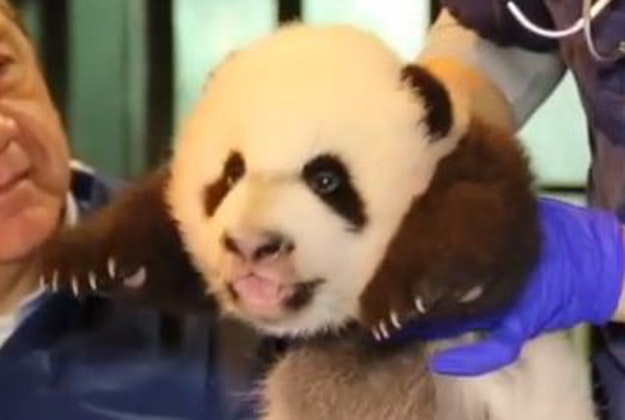 Bei Bei the baby panda gets a check-up. 