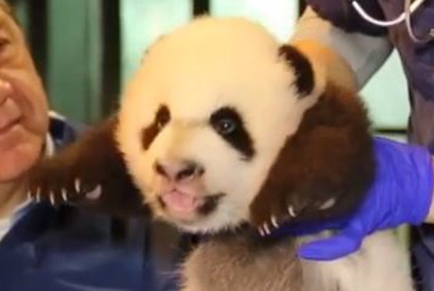 Bei Bei the baby panda gets a check-up.