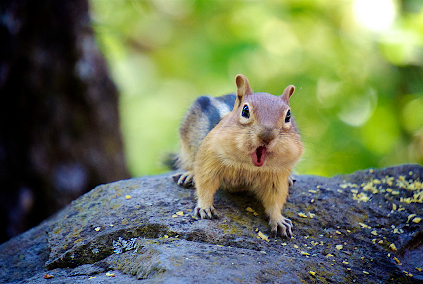 Travel News - chipmunk Michigan taxidermist recreates football game with chipmunks.