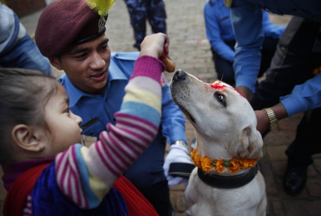 A Nepalese girl feeds a police dog after worshipping the same during Tihar festival celebrations at a police kennel division in Kathmandu, Nepal, Tuesday, Nov. 10, 2015. Dogs are worshipped to acknowledge their role in providing security during Tihar festival, one of the most important Hindu festivals that is also dedicated to the worship of the goddess of wealth Laxmi.
