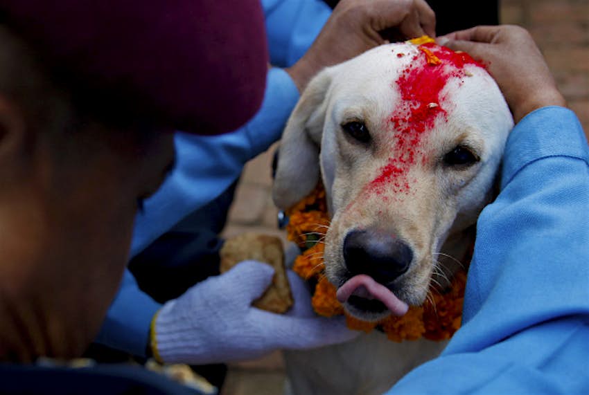 Travel News - dogs2 A Nepalese policeman garlands a police dog after putting vermillion powder on its forehead during Tihar festival celebrations at a police kennel division in Kathmandu, Nepal, Tuesday, Nov. 10, 2015. Dogs are worshipped to acknowledge their role in providing security during Tihar festival, one of the most important Hindu festivals that is also dedicated to the worship of the goddess of wealth Laxmi.