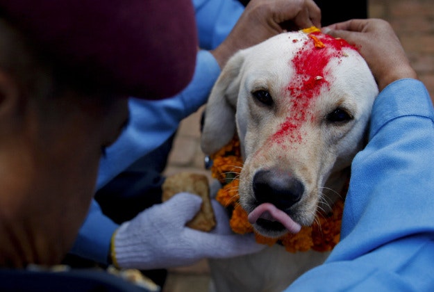 A Nepalese policeman garlands a police dog after putting vermillion powder on its forehead during Tihar festival celebrations at a police kennel division in Kathmandu, Nepal, Tuesday, Nov. 10, 2015. Dogs are worshipped to acknowledge their role in providing security during Tihar festival, one of the most important Hindu festivals that is also dedicated to the worship of the goddess of wealth Laxmi. 