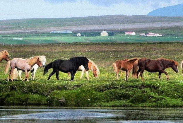 Icelandic horses.