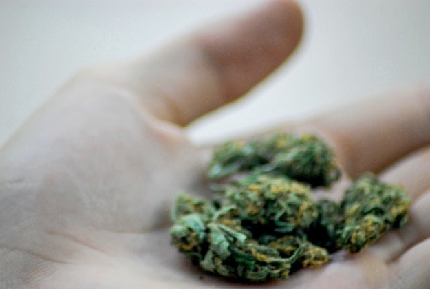 A court ruling has made it legal for 4 people to grow their own marijuana in Mexico