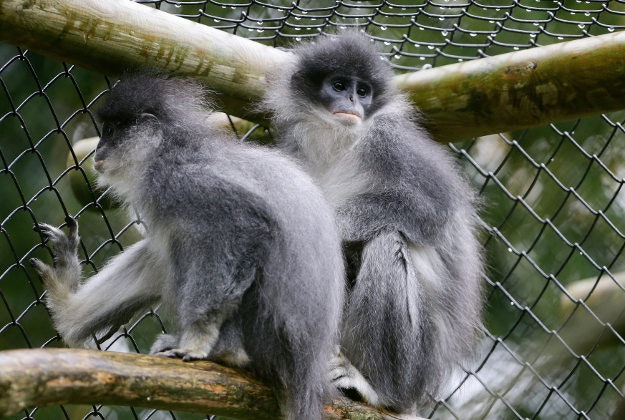 Sianak (left) and Jakarta, male grizzled leaf monkeys in their enclosure at Howletts Wild Animal Park near Canterbury in Kent as five males and two females are being sent to the Javan Primate Project in Indonesia. PRESS ASSOCIATION Photo. The Aspinall Foundation, a world leading conservation charity, have announced plans to send the only captive group of endangered grizzled leaf monkeys outside Indonesia, back to the wild on 17 November.