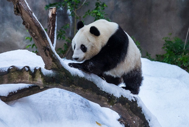 Pandas at the San Diego Zoo got a special treat when donors brought in a snow machine. 