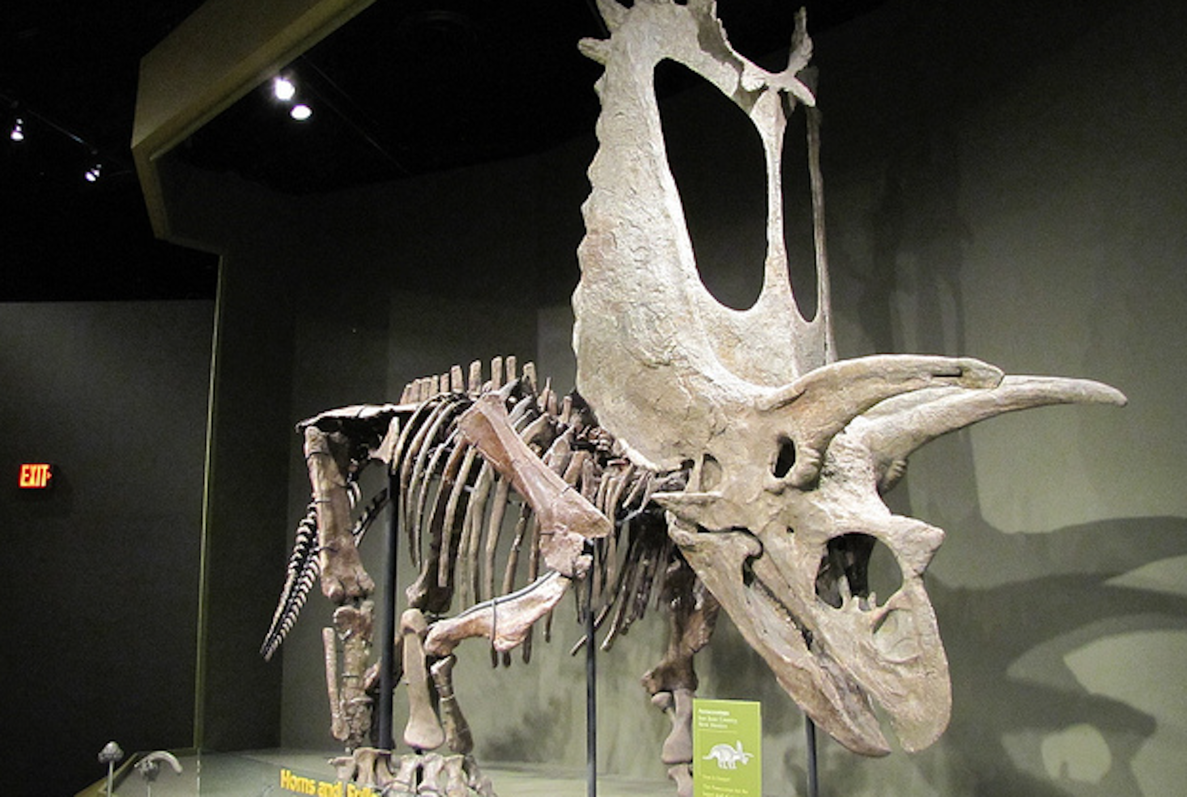 pentaceratops skull