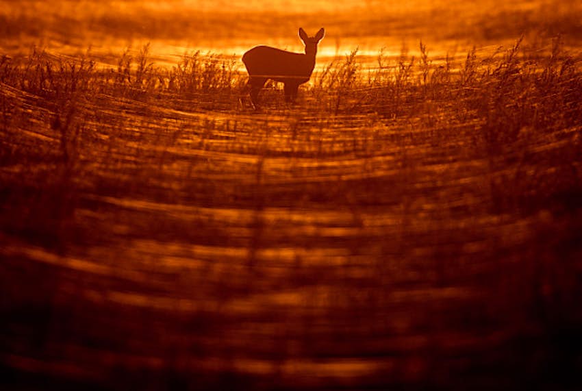 Travel News - photo4 In this 2 November photo a doe is silhouetted by the setting sun in SieverIsdorf, eastern Germany.