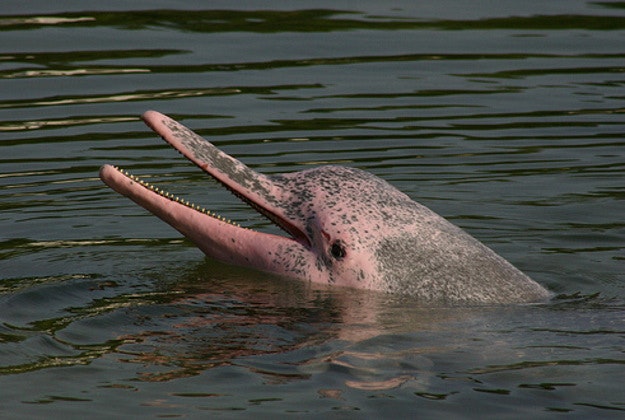 Hong Kong's airport expansion may harm the areas pink dolphins.