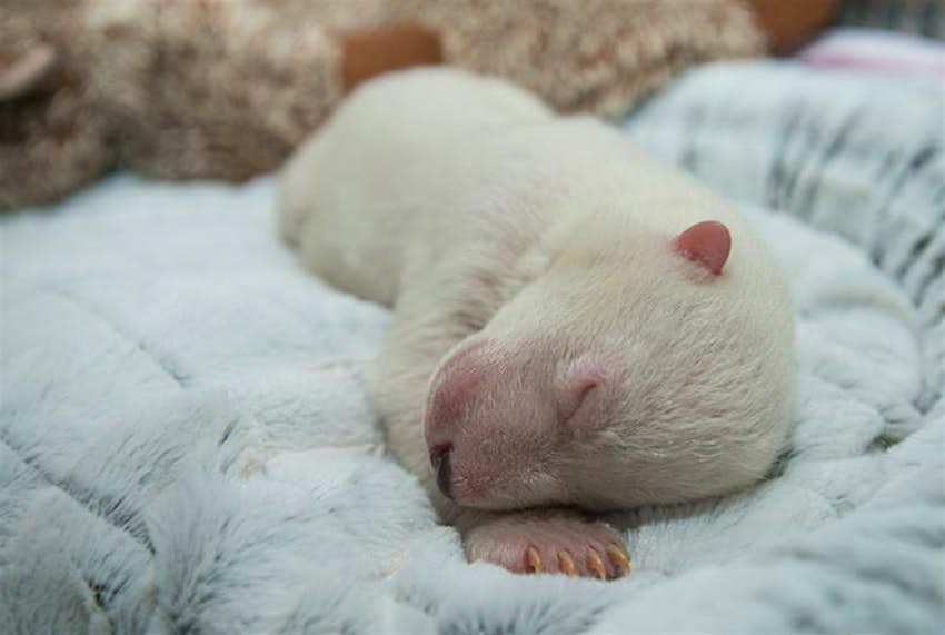 Travel News - polarbear A polar bear cub is doing well at the Columbus Zoo.