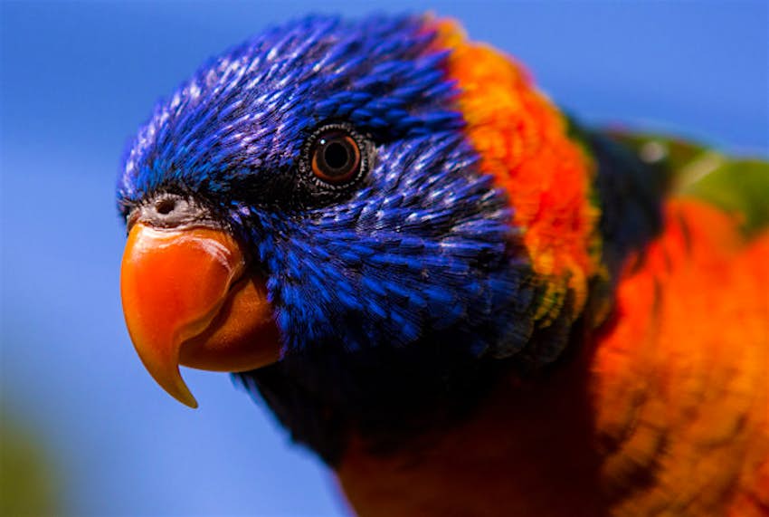 Travel News - red collared lorrikeet Darwin Darwin's parrots are not drunk but suffering from a virus.