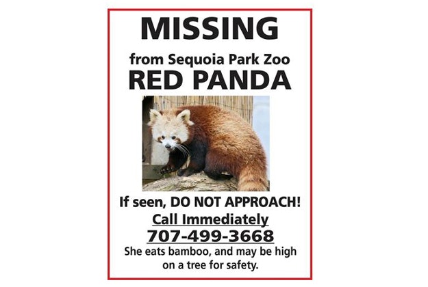 A red panda that went missing from the Sequoia Park Zoo in Eureka, California was spotted by a member of the public and brought back to the zoo. 