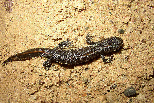 The fossils are related to modern-day salamanders.