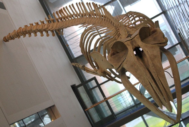 The skeleton of a sei whale.