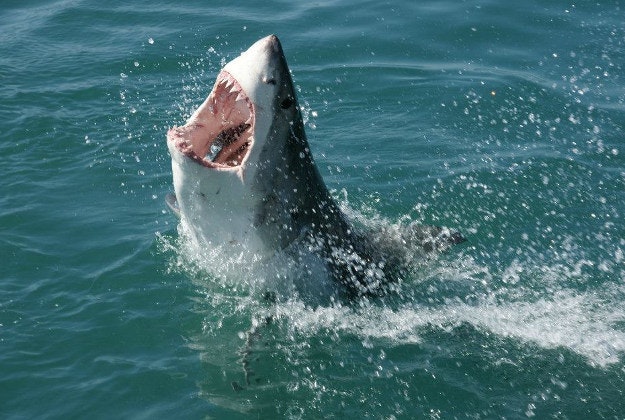 Drones are being used to track sharks for the first time