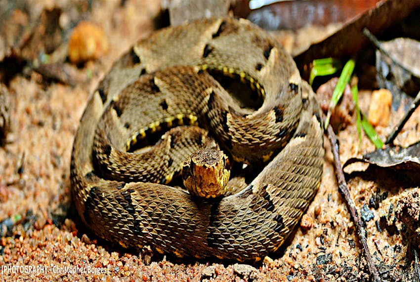 Travel News - snake1 A 17-month old boy in South Brazil bit a snake to death according to a doctor who examined him after his parents rushed the boy to hospital