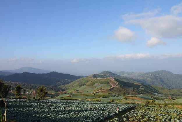 Huge cabbages at to Phu Tub Boek, a mountain in Phetchabun province.
