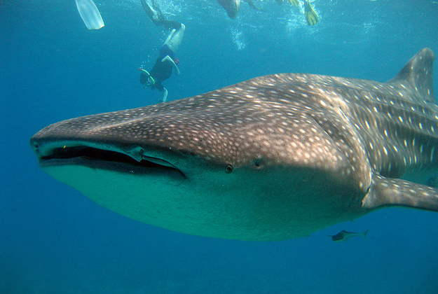 Whalesharks have been spotted off the coast of California.