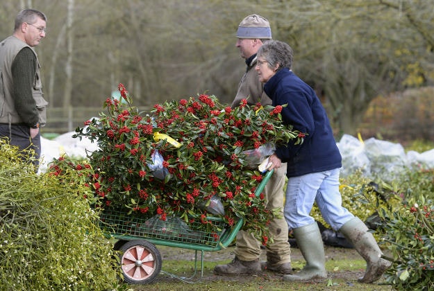 A woman pushes her purchase of holly back to the car during the Tenbury Wells Mistletoe and Holly auction at Burford House Garden Store in Tenbury Wells. PRESS ASSOCIATION Photo. Picture date: Tuesday December 8, 2015. 