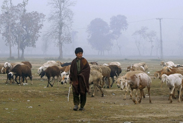A Pakistani nomad escorts his livestock during a foggy morning on the outskirts of Peshawar, Pakistan, Wednesday, Dec. 9, 2015. 