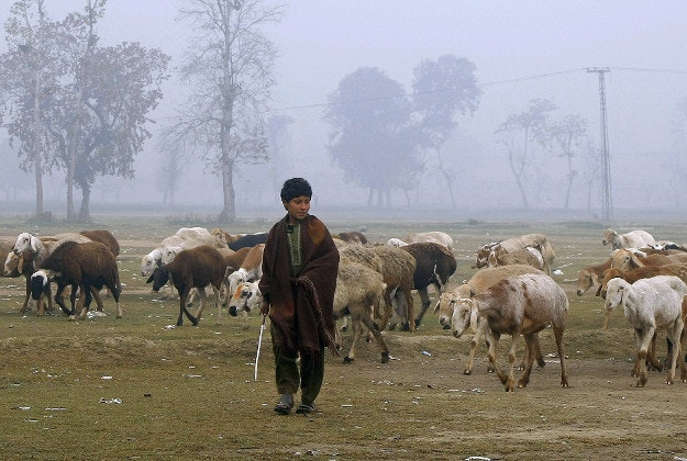 A Pakistani nomad escorts his livestock during a foggy morning on the outskirts of Peshawar, Pakistan, Wednesday, Dec. 9, 2015.