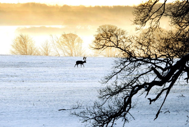 Deer roam the grounds of a snow covered Raby Castle in County Durham.