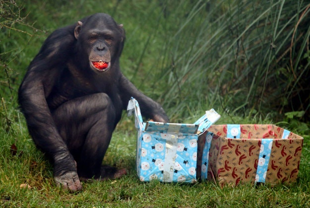 Chimpanzees at ZSL Whipsnade Zoo are treated to wrapped Christmas gifts stuffed with their favourite snacks such as fruit and nuts adding a seasonal twist to their enrichment activities at the UK's largest zoo. PRESS ASSOCIATION Photo. Picture date: Tuesday December 15, 2015. 