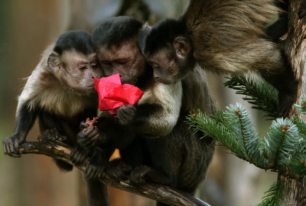 Capuchin monkeys explore a specially decorated Christmas tree and play with the animal-friendly decorations filled with their favourite treats at Edinburgh Zoo. PRESS ASSOCIATION Photo. Picture date: Monday December 21, 2015. 