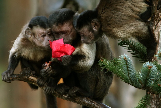 Capuchin monkeys explore a specially decorated Christmas tree and play with the animal-friendly decorations filled with their favourite treats at Edinburgh Zoo. PRESS ASSOCIATION Photo. Picture date: Monday December 21, 2015.