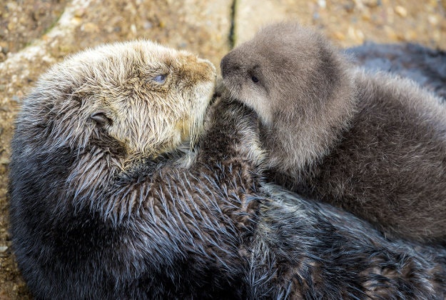 In this Dec. 20, 2015 photo released by the Monterey Bay Aquarium, a Sea Otter holds its newborn pup in Monterey Bay Aquarium Tide Pool in Monterey, Calif. The aquarium posted news of the birth online this weekend, along with adorable photos of the fuzzy brown pup playing with mom. 