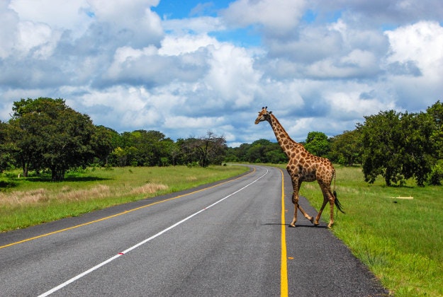 Transport routes could signal ruin for Africa's flora and fauna.