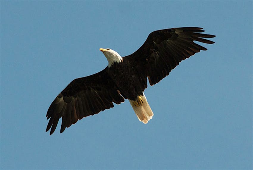 Travel News - Bald eagle Pete Markham American bald eagle