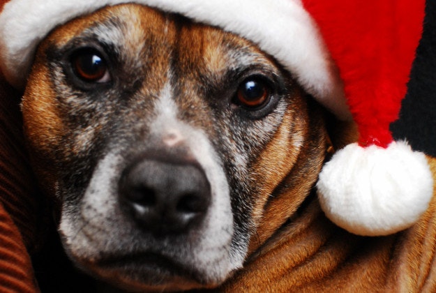 Blind dog gets the ultimate Christmas gift.