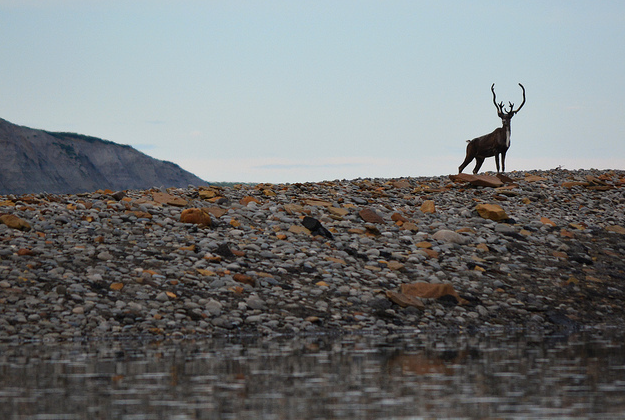 Caribou on the Colville River, North Slope, Alaska.