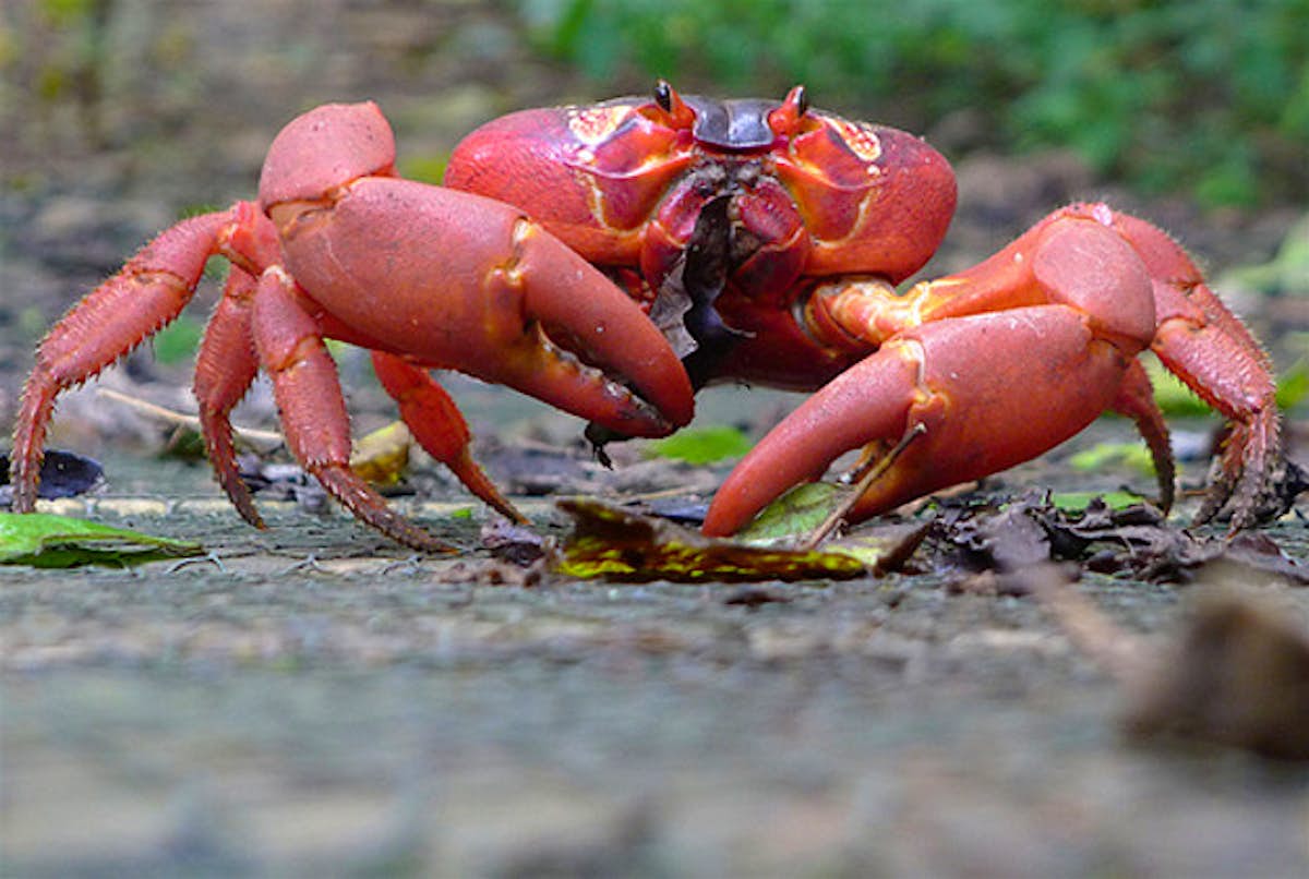 Coastal christmas market Christmas Islanders build crab bridge to aid annual mass migration
