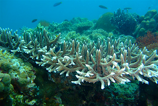 Travel News - Coral Evidence of coral bleaching is more widespread around populated areas due to the influence of human actions