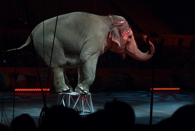 Hawaii moves to ban the use of elephants and other wild animals in circus acts.