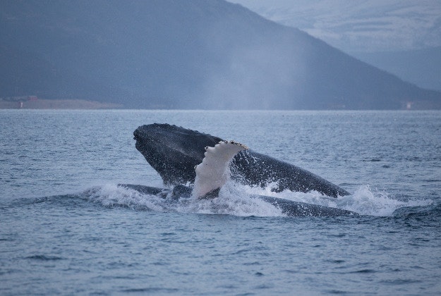 Humpback whales in Norway.