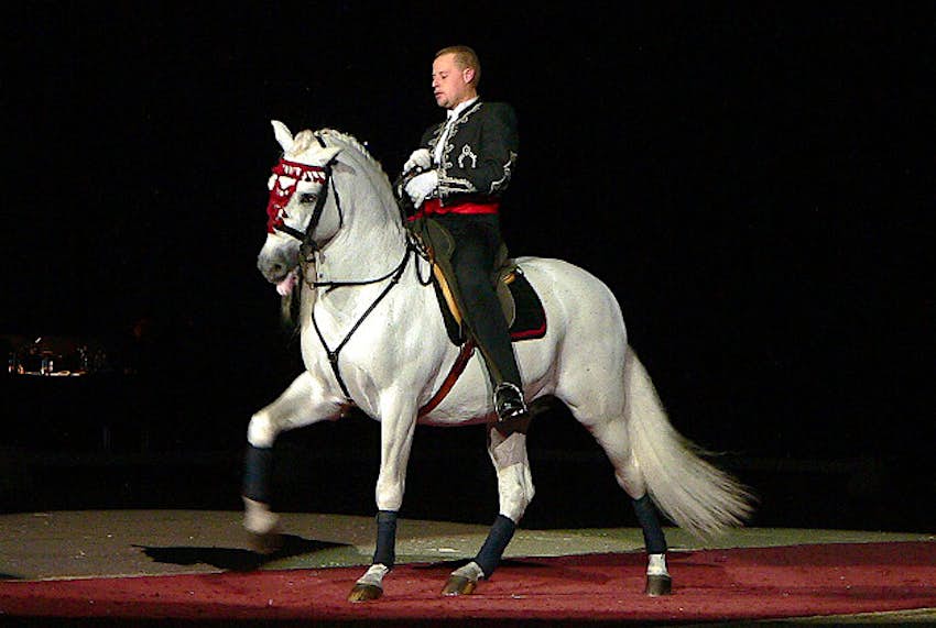 Travel News - Lipizzaner A Lipizzaner stallion.