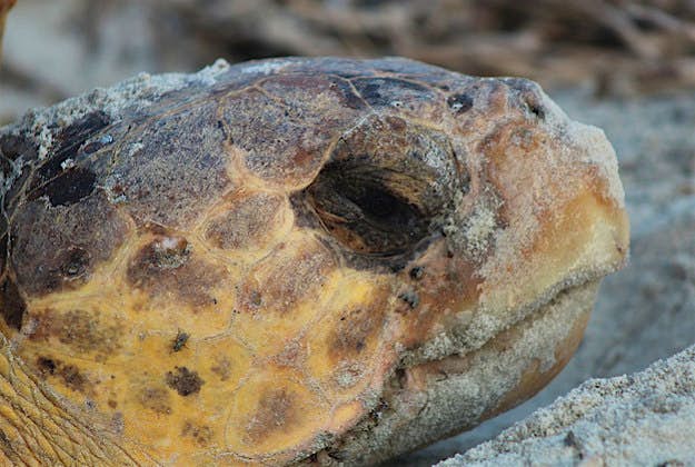 Travel News - Loggerhead turtle US Fish & Wildlife Service Loggerhead sea turtle.